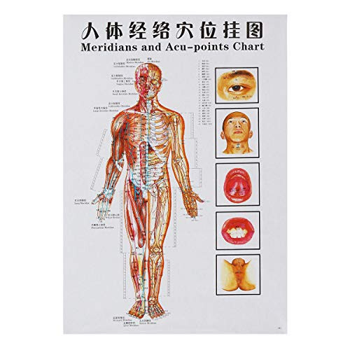 GGGarden 7Pcs/set Human Acupoint Map English Acupuncture Meridian Acupressure Points Posters Chart Wall Map