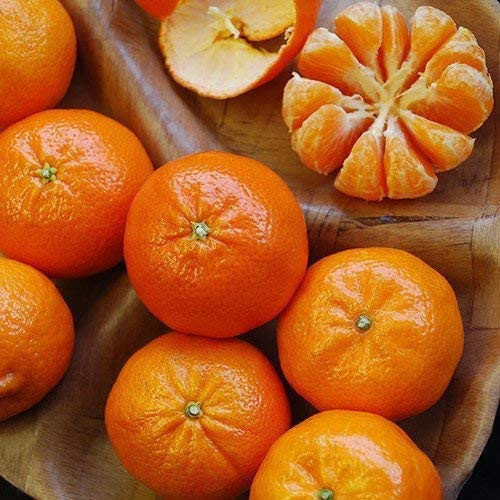 14 Seeds of Orange Satsuma -Mandarin/Tangerine- Seeds