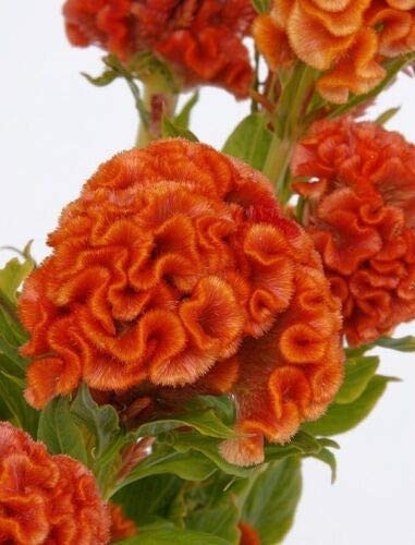 Orange Cockscomb Seeds- Heirloom Seeds- Non-GMO Annual- Very Unusual Blooms jocad -100 Seeds-