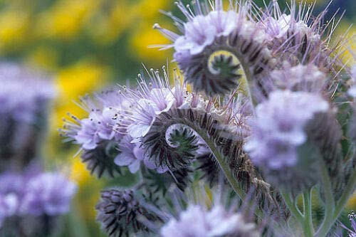 Purple Tansy Seeds- Fiddle Neck Tansies- Annual Flower Seed- Unusual Blooms jocad -100 Seeds-