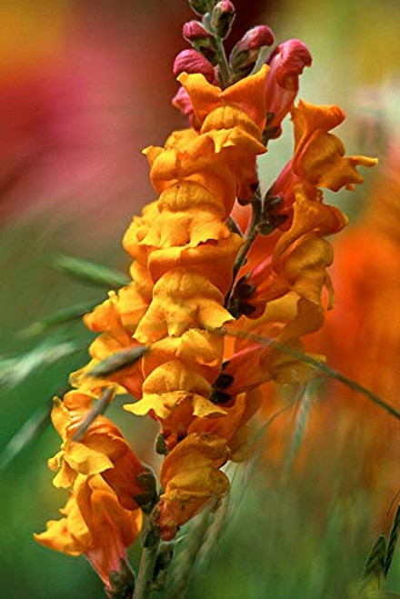 Snapdragon Seeds- Orange Wonder- Orange Snapdragons jocad -200 Seeds- Snapdragon Seeds- Orange Wonder- Orange Snapdragons jocad -200 Seeds-