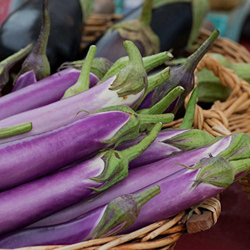 Millionaire Purple Hybrid Eggplant Garden Seeds - 100 Seeds - Non-GMO- Vegetable Gardening Seed - Egg Plant