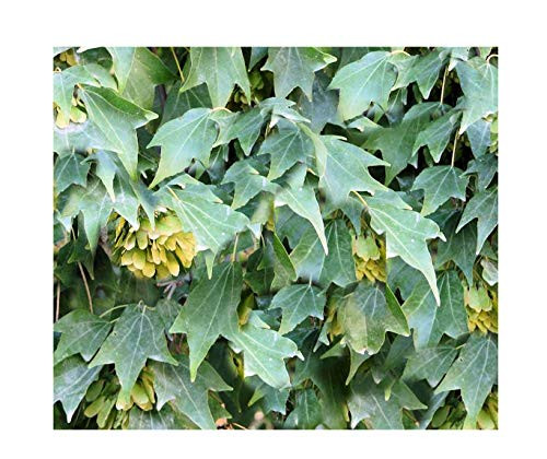 10 seeds Trident Maple Smaller Tree Green to orange -red COLORS Good for Bonsai Growers Zone 5 Plus for Outdoor Standard Acer buergerianum