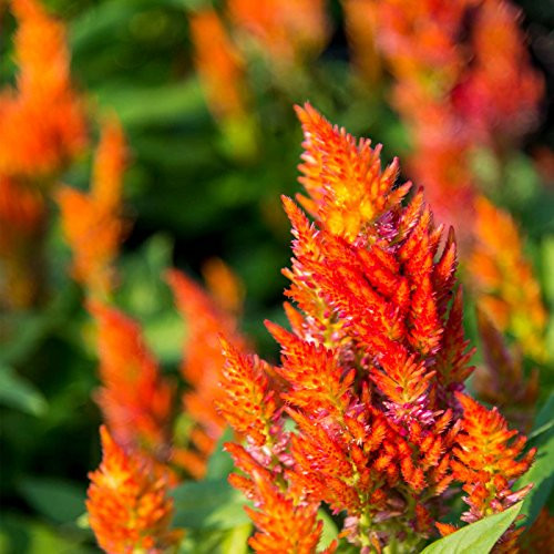 Plumed Castle Celosia Seeds - 1000 Seeds - Orange - Annual Flower Garden Seeds - Celosia plumosa
