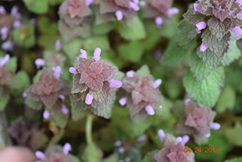 PAPCOOL Purple Dead - Nettle S??DS ~Lamium Purpureum~ Archangel Deadnettle Henbit - 10 Dead - Nettle S??DS