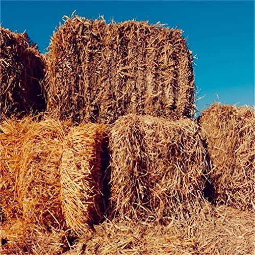 AOFOTO 6x6ft Straw Bales Backdrop Farmland Haystack Photography Background Rustic Scenery Crop Field Rural Harvest Grain Wheat Coutryside Farming Photo Studio Props Kid Child Adult Portrait Wallpaper AOFOTO 6x6ft Straw Bales Backdrop Farmland Haystack Photography Background Rustic Scenery Crop Field Rural Harvest Grain Wheat Coutryside Farming Photo Studio Props Kid Child Adult Portrait Wallpaper