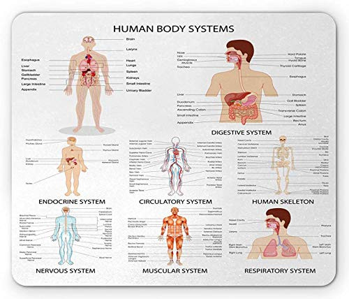 Human Anatomy Mouse Pad- Complete Chart Different Organ Body Structures Cell Life Medical Illustration- Standard Size Rectangle Non-Slip Rubber Mousepad- Multicolor