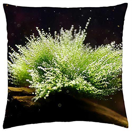 LESGAULEST Throw Pillow Cover -24x24 inch- - Aquarium The Moss On The Tree Branch Tree