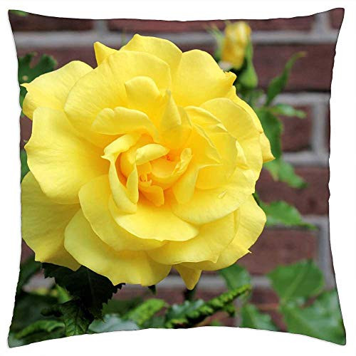 LESGAULEST Throw Pillow Cover -24x24 inch- - Rose Yellow Nature Flower