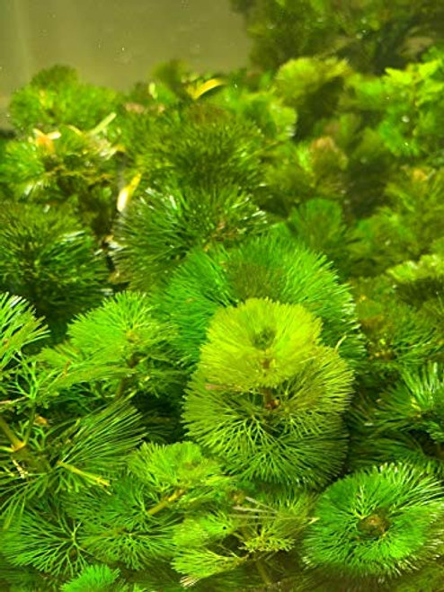 Purple Cabomba Pulcherrima Easy L?vE Aquarium Plant Plants - Freshwater Aquarium Plants Purple Cabomba Pulcherrima Easy L?vE Aquarium Plant Plants - Freshwater Aquarium Plants