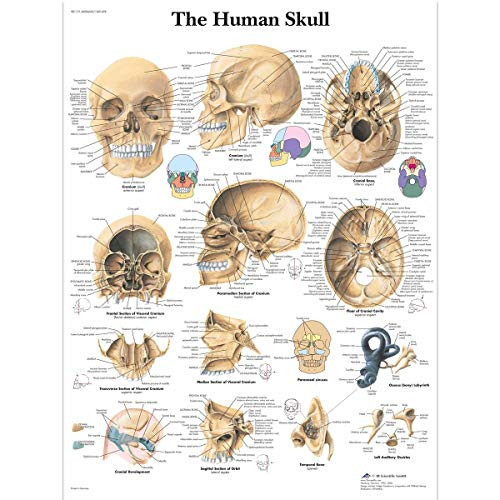 3B Scientific VR1131UU Glossy Paper Human Skull Anatomical Chart- Poster Size 20inch Width x 26inch Height