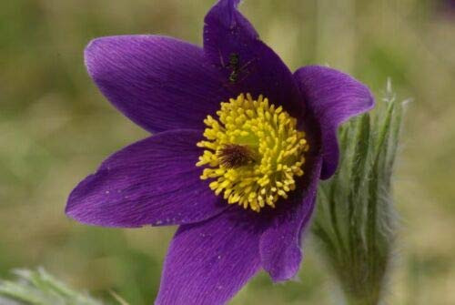 Violet Anemone Pulsatilla Vulgaris Purple Pasque Flower Jocad -25 Seeds-