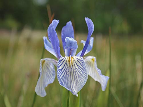 Missouri Iris Missouriensis Rocky Mountain Blue Purple Yellow Flower Jocad -50 Seeds-