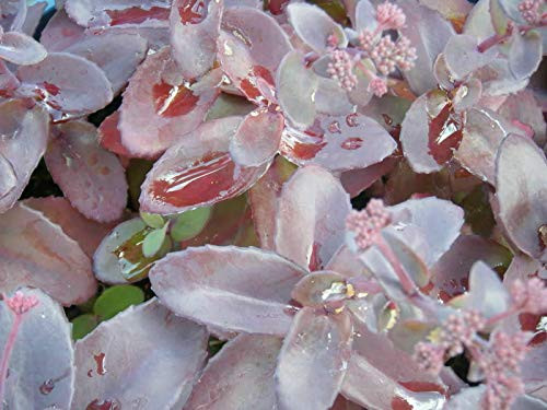 Purple Carpet Sedum Spurium Coccineum Groundcover Flower Jocad -50 Seeds-