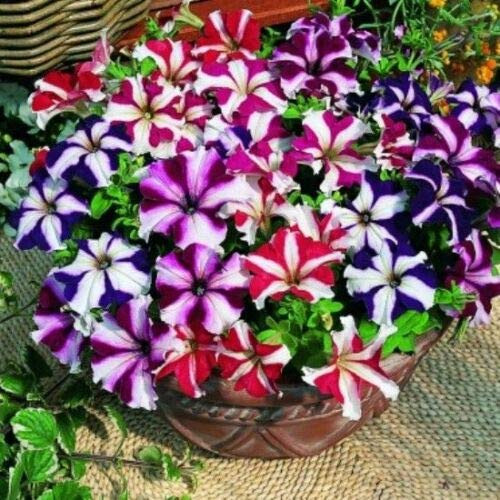Star Mix Petunia Mixed Colors Petunia Violacea Flower Seeds Red Blue Purple jocad -100 Seeds- Star Mix Petunia Mixed Colors Petunia Violacea Flower Seeds Red Blue Purple jocad -100 Seeds-
