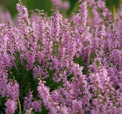 Scotch True Heather Shrub Scot's Purple Pink Flower Calluna Vulgaris jocad -100 Seeds-