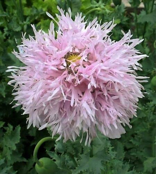 Lilac Pompom Peony Poppy Papaver Laciniata Purple Pompon Flower jocad -500 Seeds-