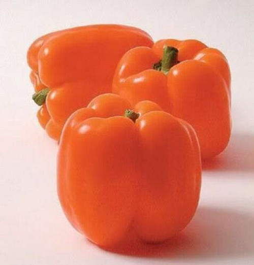 Orange Sun Bell Pepper Sweet Mild Capsicum Vegetable jocad -50 Seeds-