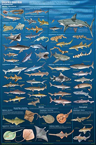 SIGNCHAT Sharks  and  Kin Laminated Sealife Educational Science Classroom Chart Poster Vintage Style Metal Wall Plaque Wall Decoration Metal Sign 8x12 inch