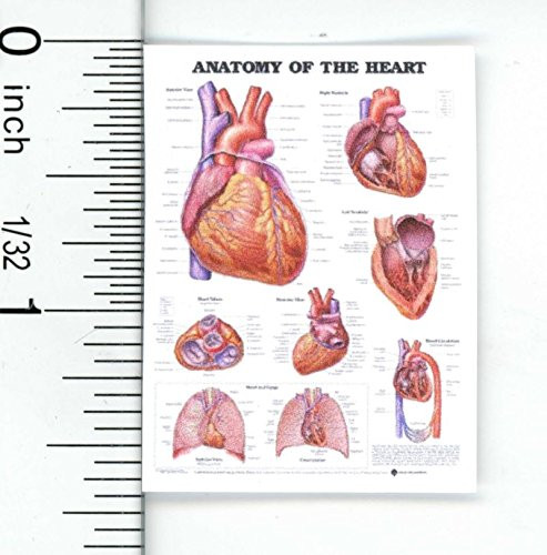 Dollhouse Miniature Anatomy of The Heart Chart by Cindi039-s Mini039-s