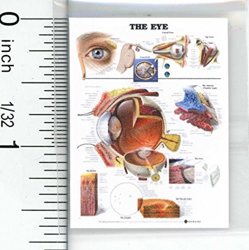 Dollhouse Miniature Doctors Human Eye Chart by Cindi039-s Mini039-s