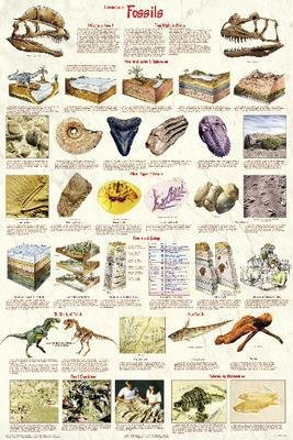 E103 - Introduction to Fossil Chart - Introduction to Fossils Chart - Each