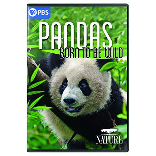 NATURE- Pandas - Born to Be Wild