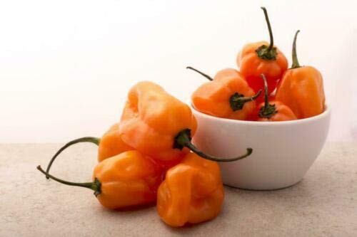 LGKO Spanish Orange Habanero Pepper S-e-ed-s