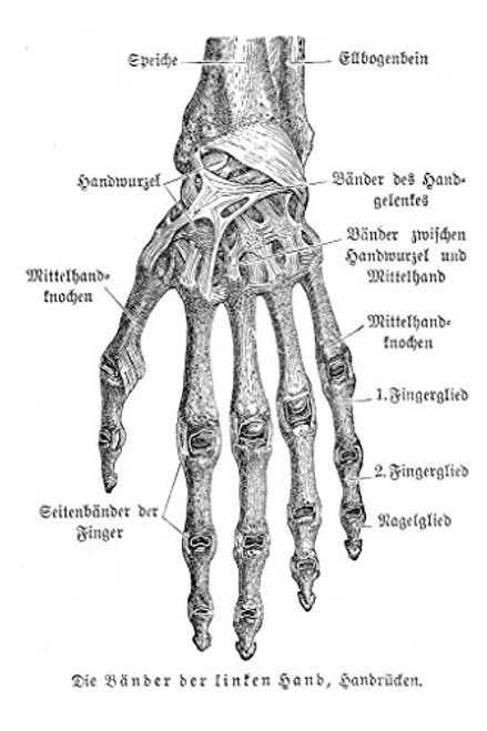 Bones of Hand Anatomy 1857 German Illustration Educational Chart Laminated Dry Erase Sign Poster 36x24