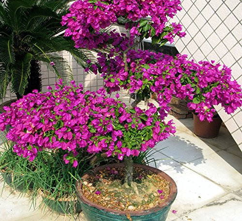 Solution Seeds Farm New Rare 100 Seeds Purple Leaves Flower Seeds- Heirloom Perennial Bougainvillea Seeds-Potted Plants Flower Seeds -Not Plants or Tree-