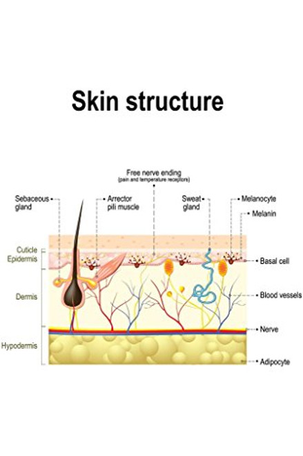 Human Skin Anatomy Educational Chart Laminated Dry Erase Sign Poster 24x36