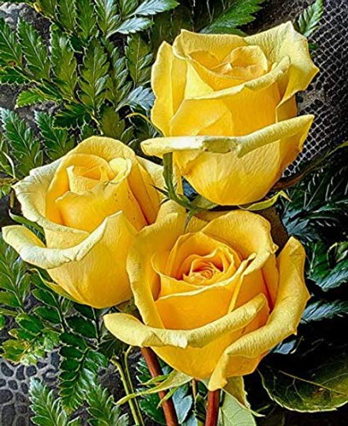 Rose S.eeds R?re Yellow Rose B.ush 50 S.eeds Perennial F.Lowers for P.lanting Rose S.eeds R?re Yellow Rose B.ush 50 S.eeds Perennial F.Lowers for P.lanting