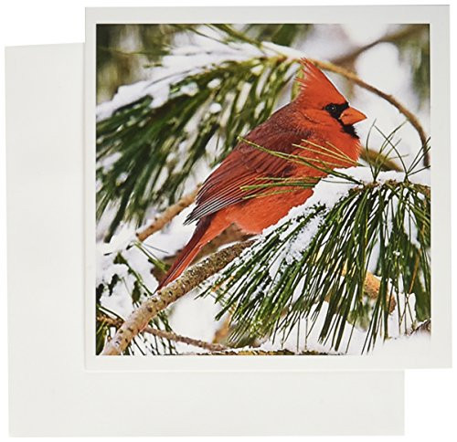 3dRose Red and black cardinal perched in snowy pine tree - Greeting Cards, 6 x 6 inches, set of 12 (gc_112146_2)