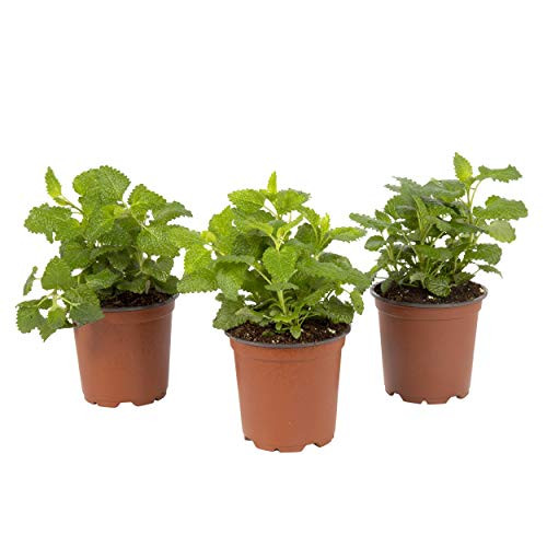 The Three Company Live Herb 1 Pint Aromatic and Edible Lemon Balm -3 Per Pack-- Natural Stress Reliever