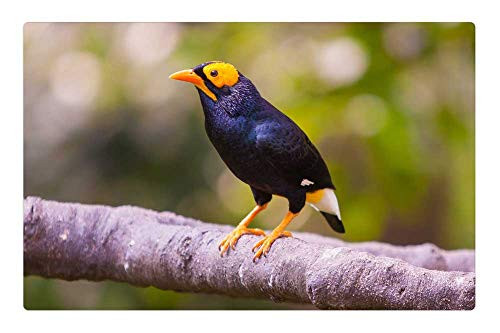 LESGAULEST Doormat Floor Rug/Mat -23.6 x 15.7 inch- - Animal Animal Photography Bird Branch Macro