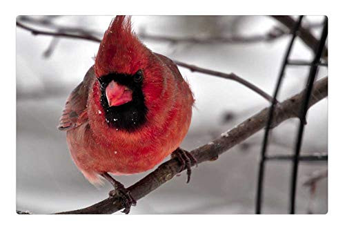 LESGAULEST Doormat Floor Rug/Mat -23.6 x 15.7 inch- - Cardinal Male Bird Perched Limb Branch Wildlife
