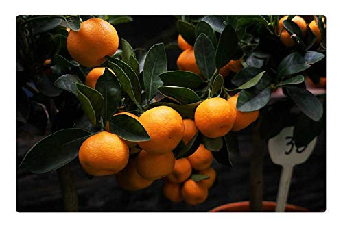 LESGAULEST Doormat Floor Rug/Mat -23.6 x 15.7 inch- - Food Fresh Fruits Nature Oranges Plants