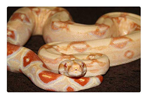 LESGAULEST Doormat Floor Rug/Mat -23.6 x 15.7 inch- - Boa Snake Reptile Yellow Baby Orange Albino
