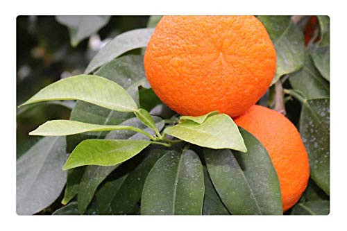 LESGAULEST Doormat Floor Rug/Mat -23.6 x 15.7 inch- - Oranges Fruits Orange Tree Orange Fruit Food