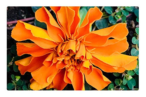 LESGAULEST Doormat Floor Rug/Mat -23.6 x 15.7 inch- - Orange Flower Petals Orange Orange Flower Petals LESGAULEST Doormat Floor Rug/Mat -23.6 x 15.7 inch- - Orange Flower Petals Orange Orange Flower Petals