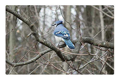 LESGAULEST Doormat Floor Rug/Mat -23.6 x 15.7 inch- - Blue Jay Jay Branch Trees Bird Bluejay Woods