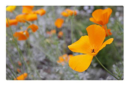 LESGAULEST Doormat Floor Rug/Mat -23.6 x 15.7 inch- - Yellow Orange Flower Silver Foliage Plant