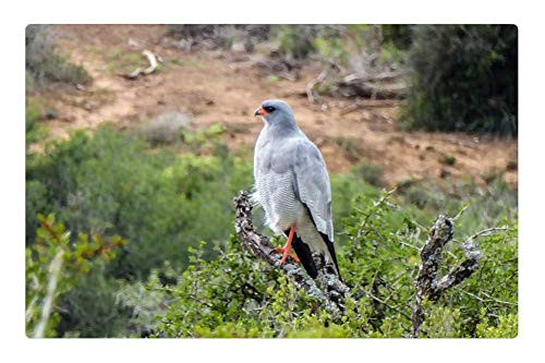 LESGAULEST Doormat Floor Rug/Mat -23.6 x 15.7 inch- - Nature Bird of Prey Raptor Green Forest Branch