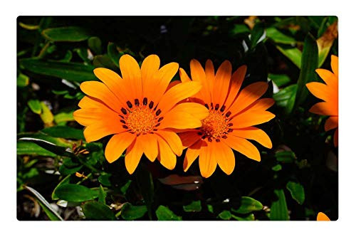 LESGAULEST Doormat Floor Rug/Mat -23.6 x 15.7 inch- - Gazania Flowers Yellow Orange Bloom LESGAULEST Doormat Floor Rug/Mat -23.6 x 15.7 inch- - Gazania Flowers Yellow Orange Bloom