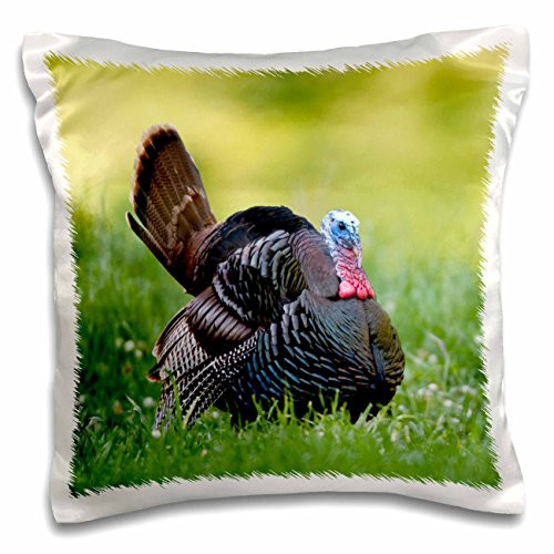 3dRose Red-Winged Blackbird, NWR, Ridgefield, Washington, USA-Pillow Case, 16-inch (pc_206007_1)