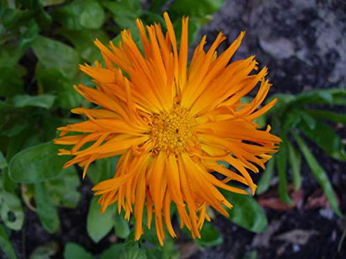 50 Radio English Marigold Calendula Officinalis Orange  and  Yellow Pot Flower -ASFP- Can Grow in Pot