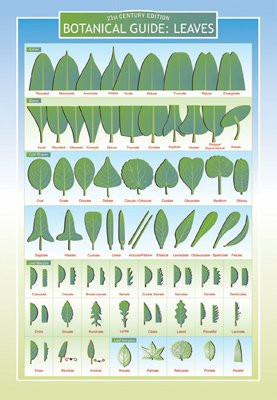 Botanical Guide to Leaves Two Sided Color Informational Chart