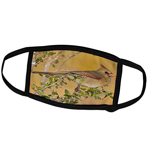 3dRose Northern Cardinal Female Bird Perched on Branch - US44 LDI0562 -. - Face Masks -fm_146699_2-