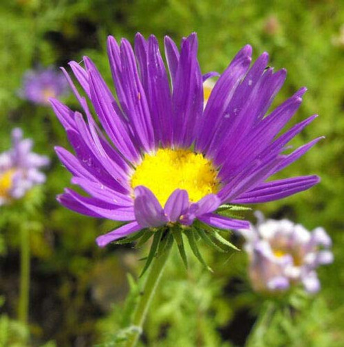 Purple Prairie Aster Tanacetifolia Flower rs2a4c -100 ct-