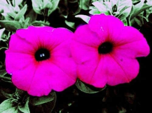 Shanin Petunia Integrifolia Violacea Pink Purple Wild Flower rsc2a6r -1000 Seeds- can Grow in Trays or pots